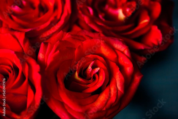 Fototapeta fresh dark red roses close up texture background for St. Valentine's Day