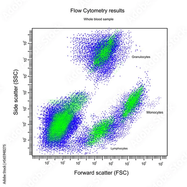 Fototapeta The flow cytometry result of Whole blood sample that analyzes in Forward and Side scatter parameter and separated to Granulocyte, Monocytes and Lymphocytes