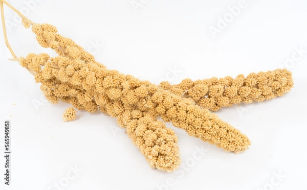 Obraz Millet on white background