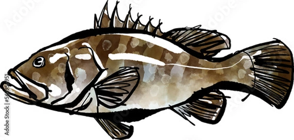 Fototapeta クエの手書きイラスト（筆書き水彩墨絵風）