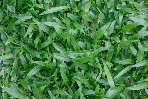 Obraz Green leaves wall background and texture