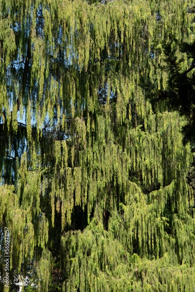 Obraz trees in the forest