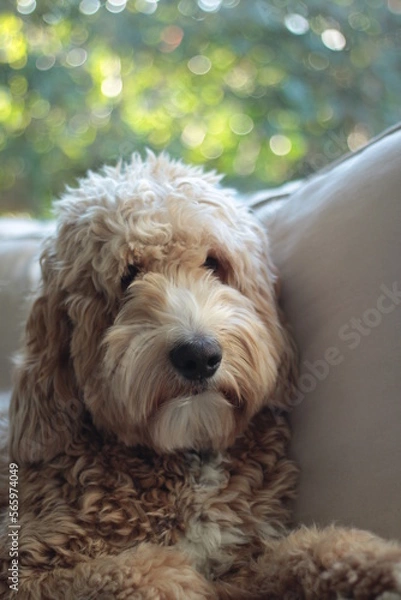 Fototapeta Dog portrait