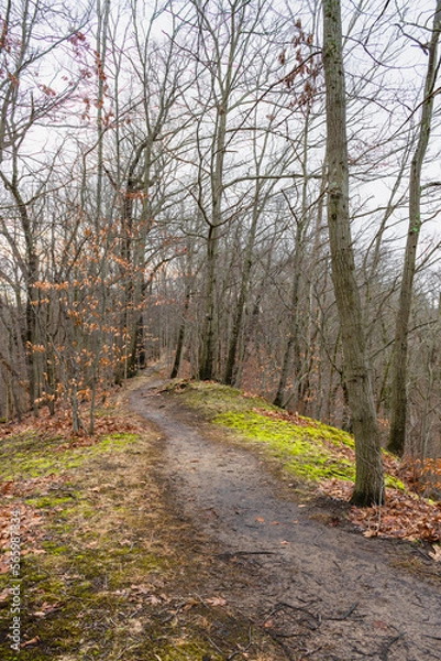 Fototapeta Path through winter forest.