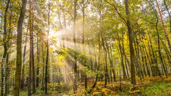 Obraz morning in the forest