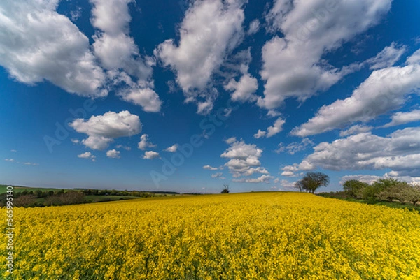 Fototapeta A Blooming canola field. Rape on the field in summer. Bright Yellow rapeseed oil. Flowering rapeseed. with blue sky, sun and clouds