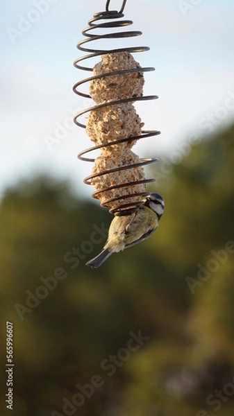 Obraz Mésange à la mangeoire