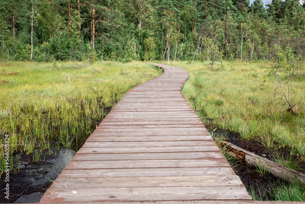 Obraz Wooden path through a peat bog