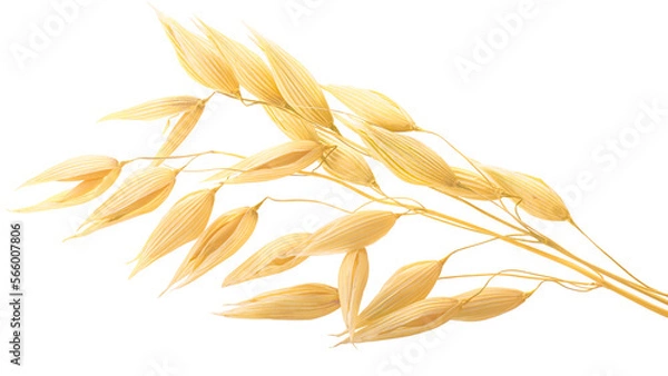 Obraz Oat ears (Avena sativa seeds), isolated png