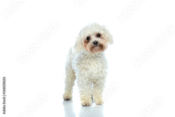 Obraz Bichon dog looking at the camera
