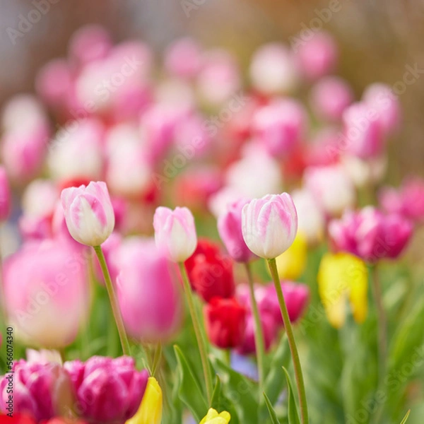 Obraz 1:1スクエアサイズのチューリップ