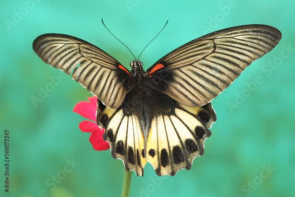 Obraz butterfly on a flower