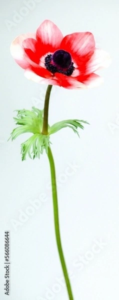 Obraz 白バックに赤いアネモネの花のクローズアップ、一輪のアネモネの切り花