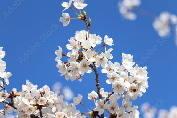 Obraz 青空の下で咲く可憐な桜