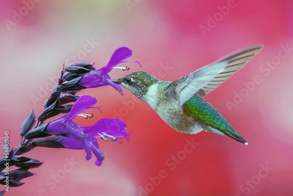 Obraz An active Ruby thoughted hummingbird collecting nectar   