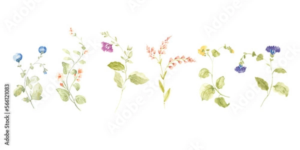 Fototapeta watercolor arrangements with small flower. Botanical illustration minimal style.