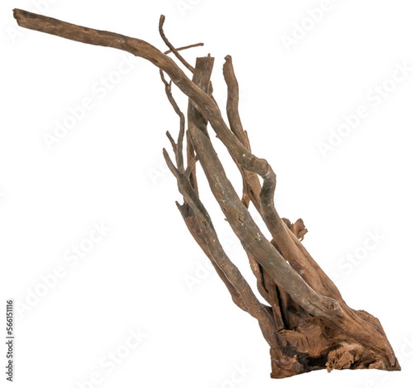 Fototapeta Piece of a root with many thin branches, river wood, driftwood, aquarium design element - isolated on transparent background - png - image compositing footage - alpha channel 