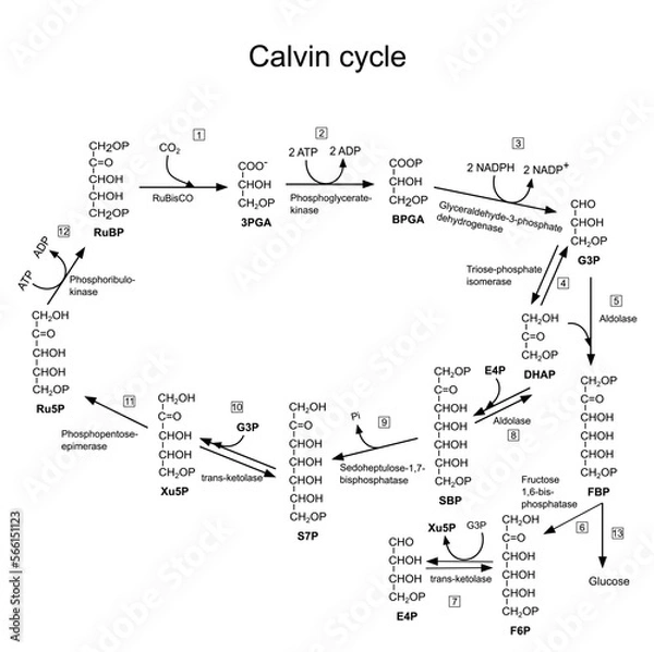 Obraz Calvin cycle pathway. Scheme for science studies