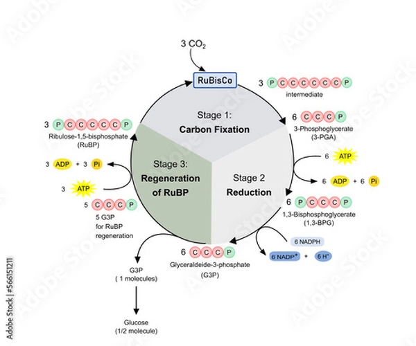 Obraz Dark phase in photosynthesis, Calvin cycle. Diagram.