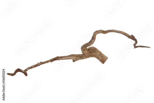 Fototapeta Piece of a root / trunk with many thin branches, river wood, driftwood, aquarium design element - isolated on transparent background - png - image compositing footage - alpha channel 