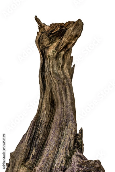 Fototapeta Kawałek drewna korzeni / tułowia, drewno driftowe, element projektowy akwarium - izolowany na przezroczystym tle - PNG - Zdjęcie kompozycyjne - kanał alfa