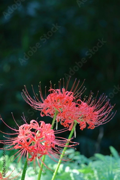 Fototapeta 情熱の花