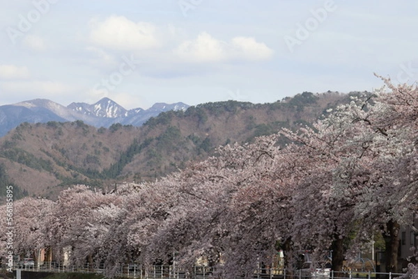 Obraz 奥に雪山が見える桜並木