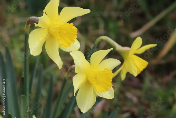 Obraz 日本の早春の庭に咲く黄色いラッパズイセンの花