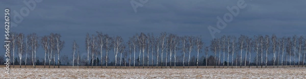 Fototapeta Panoramic photography. Nature, Landscape. Birch alley illuminated by the rays of the setting sun against a dark blue sky. Winter. Skyline.