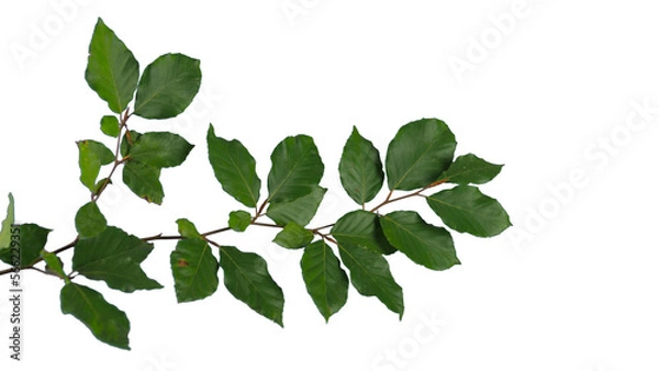 Fototapeta Beech branch with green leaves top down isolated foreground | Tree branch transparent png