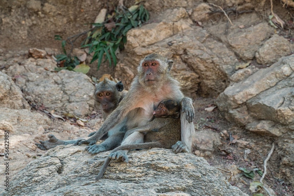 Fototapeta Close-up portrait of Long-Tailed macaque monkeys family grooming, inspecting for bugs. Finding a tick and grooming. Thailand.