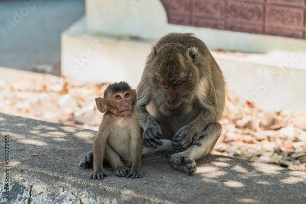 Fototapeta Close-up portrait of Long-Tailed macaque monkeys family grooming, inspecting for bugs. Finding a tick and grooming. Thailand.