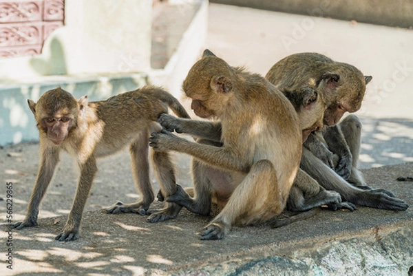 Fototapeta Close-up portrait of Long-Tailed macaque monkeys family grooming, inspecting for bugs. Finding a tick and grooming. Thailand.