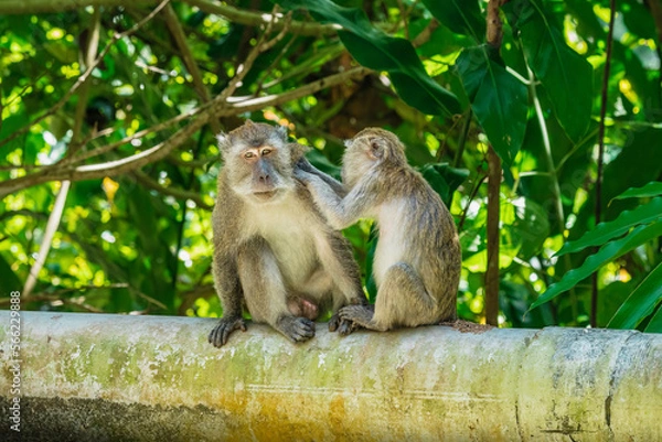 Fototapeta Close-up portrait of Long-Tailed macaque monkeys family grooming, inspecting for bugs. Finding a tick and grooming. Thailand.