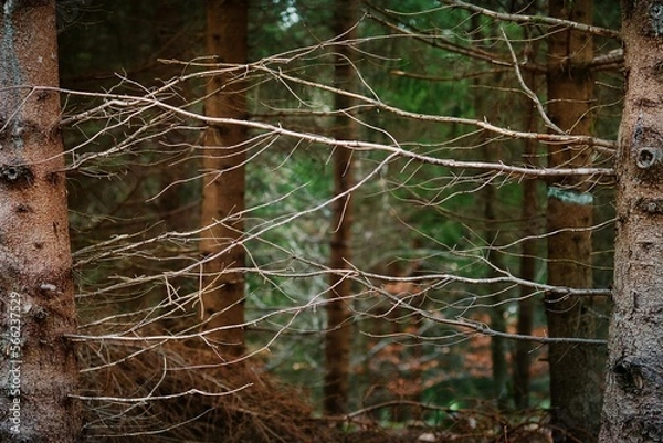 Fototapeta Zweige von zwei Bäumen im Wald berühren einander