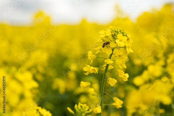 Obraz Beautiful spring flowers background. Spring time is comig