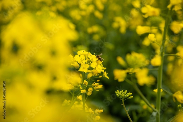 Obraz Beautiful spring flowers background. Spring time is comig