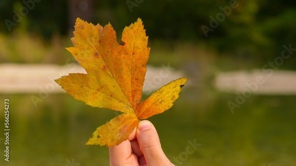 Fototapeta  hand holding a colorful autmn maple leave, Germany | concept of autmn, aging, acceptance