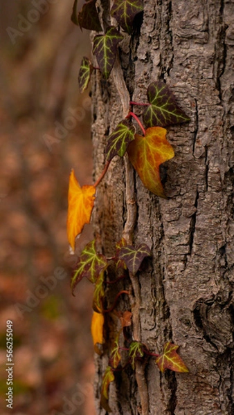 Fototapeta Autmn mood: Ivy vines on tree bark in golden hour 