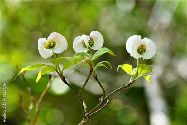 Fototapeta 花水木