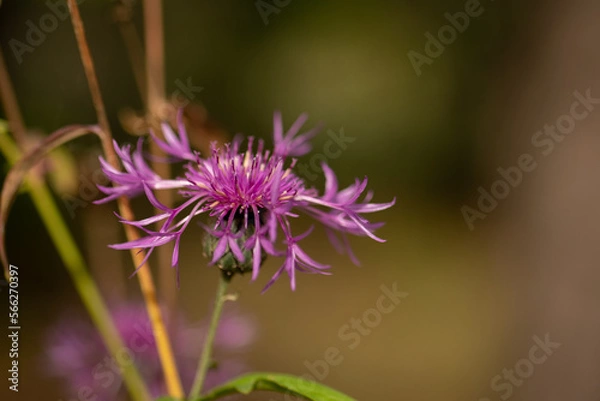 Fototapeta Violette Flockenblume in Nahaufnahme, Wildblume im Sommerlicht, zarte Blütenblätter in Naturdetail, Botanik am Wegesrand.