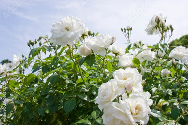 Obraz White rose flowers are in bloom in the rose garden. 
The name of this rose is Iceberg (Schneewittchen). 