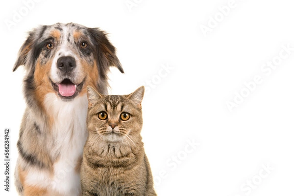 Obraz Portrait of a pretty blue merle australian shepherd dog looking straigth at the camera with open mouth on a white background