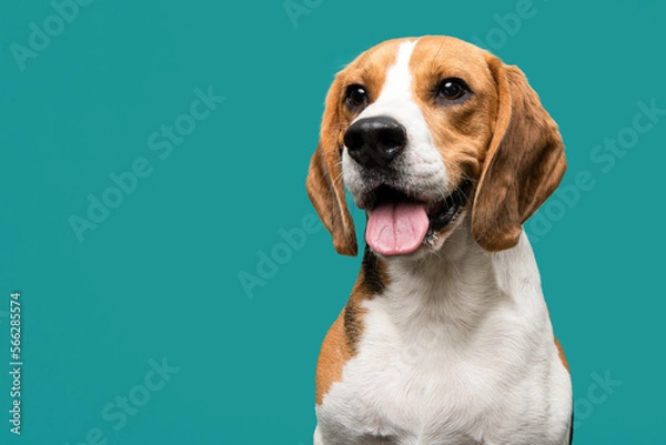 Obraz Portrait of a happy beagle dog smiling looking at the camera on a teal blue background