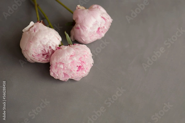 Obraz Three peonies on a gray horizontal texture background.
