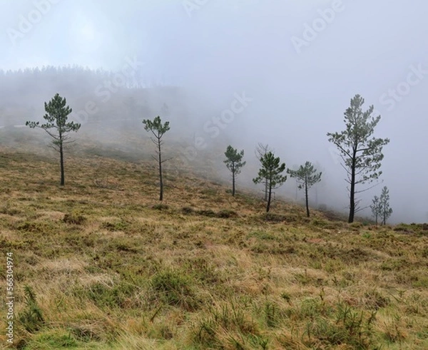 Fototapeta trees and clouds