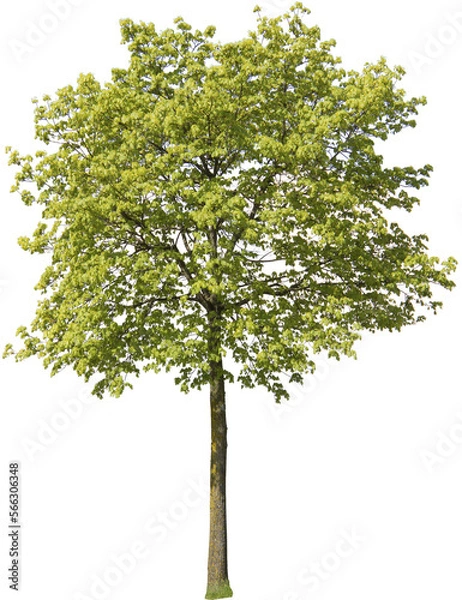 Obraz Freigestellter Baum