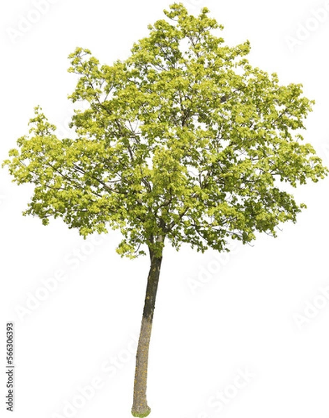 Obraz Freigestellter Baum