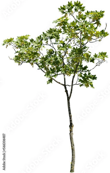 Obraz Freigestellter Baum