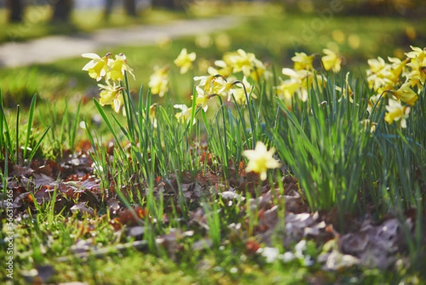 Obraz Many yellow narcissi in the grass on a spring day